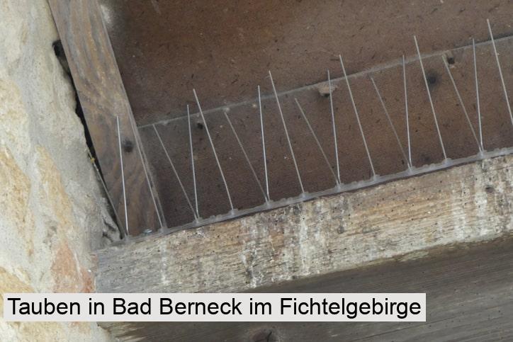 Tauben in Bad Berneck im Fichtelgebirge